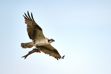 Osprey in flight, pandion haliaetus, with its morning catch over South Padre Island, TX.