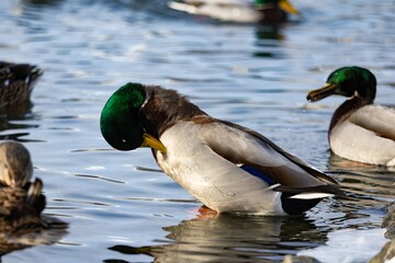 Duck swimming in pond during winter