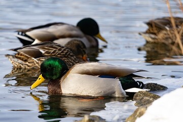 Duck swimming in pond during winter
