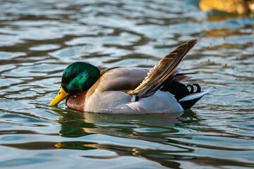 Duck swimming in pond during winter
