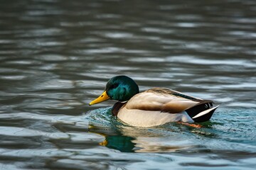 Duck swimming in pond during winter