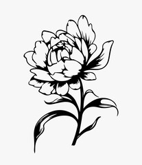 Peony in bloom flower illustration, sketch, line art