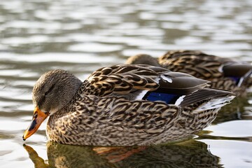 Duck swimming in pond during winter