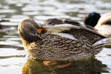 Duck swimming in pond during winter