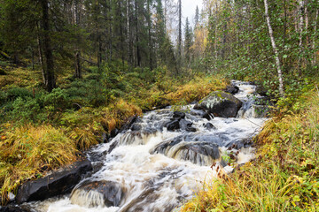 A small Saaripuron stream through an old-growth forest near Kuusamo, Northern Finland
