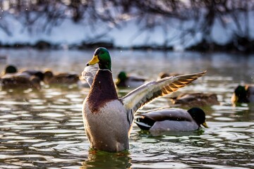 Duck flapping its wings in the water