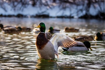 Duck flapping its wings in the water