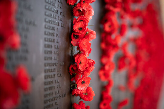 Red poppies flowers war veteran memorial remember rememberance day fallen soldiers sad heroes respect military combat grave anzac