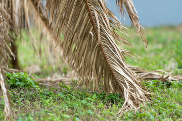 Dry dead palm tree on Florida home backyard