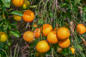 orange garden with oranges in a village on the Mediterranean 7