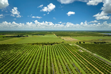 Orange grove in Florida rural farmlands with rows of citrus trees growing on a sunny day
