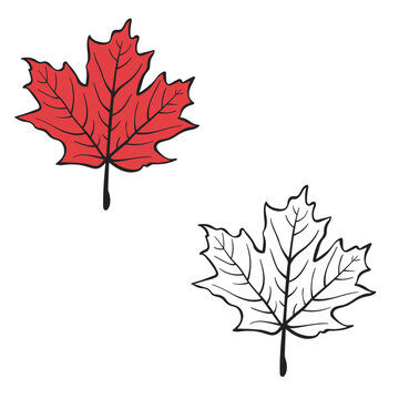 Maple leaf in Autumn. leaves fall. Simple Design Outline Style. You can give color you like. Vector Illustrations