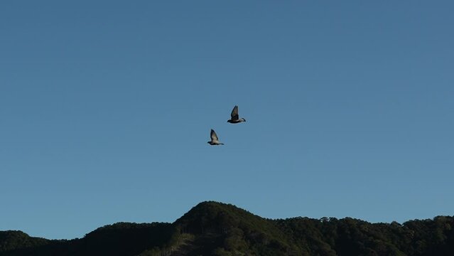 青空を仲良く飛んでいく二羽の鳩