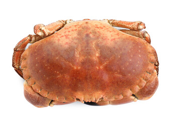 One delicious boiled crab isolated on white, top view