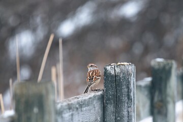 Sparrow pearched on a post 