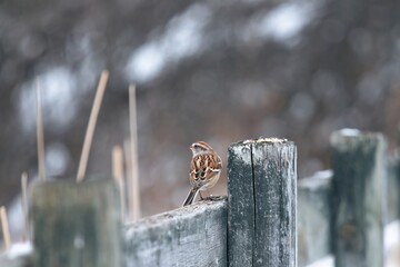 Sparrow pearched on a post 