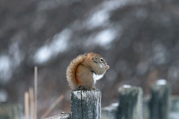 Squirel pearched on post 