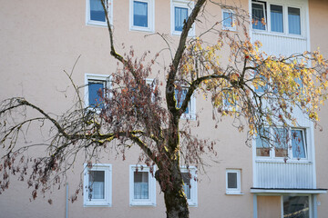 Eberesche, Vogelbeerbaum, (Sorbus aucuparia), sterbend