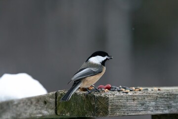 Chickadee pearched on post 
