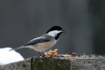 Chickadee pearched on post 