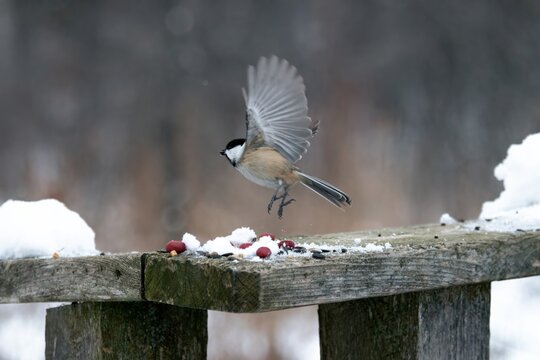 Chickadee takling off 