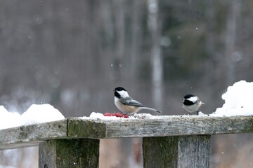 Chickadee pearched on post 