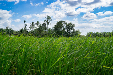 Green Jasmine rice field in Thailand, Ears Of Rice Swaying In The Wind, Young rice sprout ready to growing