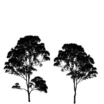 Majestic Gum Tree in black white background