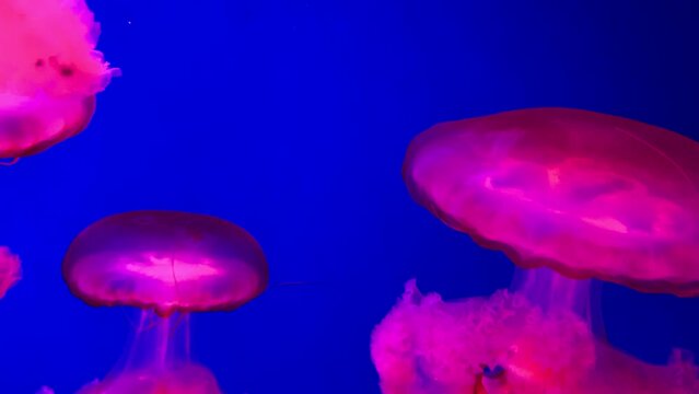 a group of fluorescent jellyfish swimming in an aquarium pool. transparent underwater shots of jellyfish with glowing jellyfish moving in the water. sea life wallpaper background.