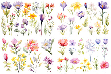 set of colorful spring and summer wildflowers painted in watercolor on a white background
