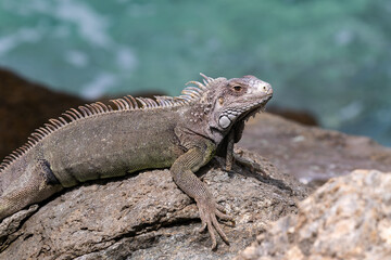 Closeup of Green Iguana (Iguana iguana) on the island of Aruba. Looking to the left, ocean in background. 
