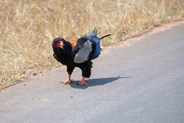 Screaming Bateleur eagle [terathopius ecaudatus] in Kruger National Park South Africa RSA