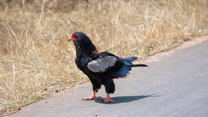 Resident Bateleur eagle [terathopius ecaudatus] in Kruger National Park South Africa RSA