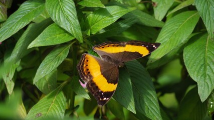 Yoma sabina, or orange lurcher butterfly, sitting on a tropical pentas lanceolata plant (Egyptian star flower) at the butterfly sanctuary in Kuranda, Cairns — Far North Queensland, Australia