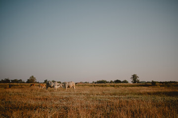Obraz premium Beautiful landscape of cows cattle feeding on yellow grass field at warmth sunset light.