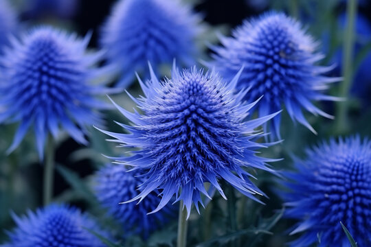 Blue flowers Echinops on a nature background