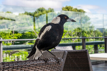 Photograph of an Australian Magpie standing on the back of a chair waiting for some food during breakfast time in our outdoor cafe