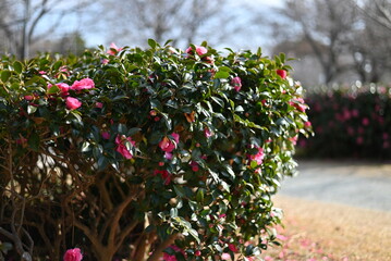 花のある公園の風景
