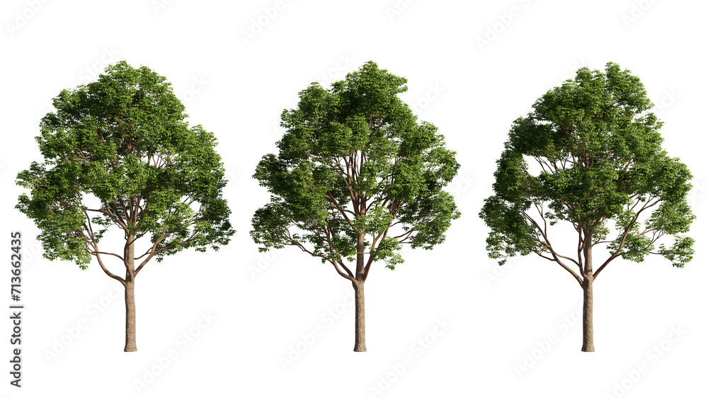 Poster set of big trees, acer tree, 3d rendering with transparent background