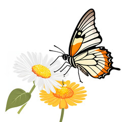 butterflies suck flower juice