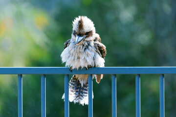 Photograph of a Kookaburra cleaning their feathers while sitting on a fence after taking a swim in a domestic swimming pool in the Blue Mountains in New South Wales in Australia