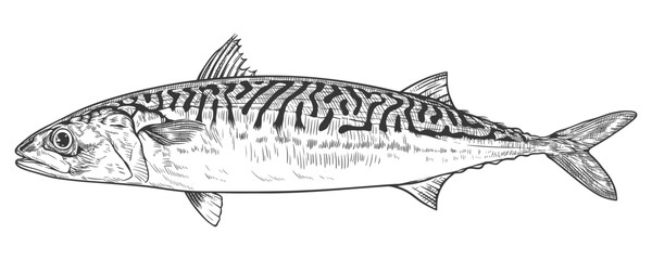 Mackerel fish. Vector illustration in engraving style.
