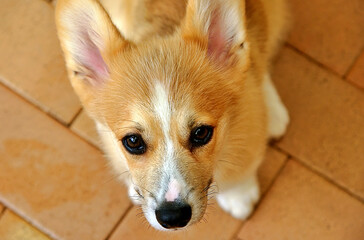 portrait of a Corgi dog
