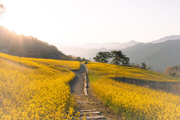 菜の花,翠波高原