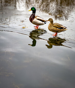 Pair of mallard ducks on frozen pond