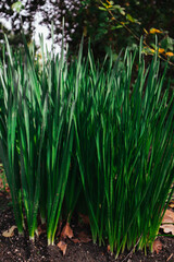 Fototapeta premium Green fresh organic plans, grasses, sprouted wheats macro nature growing in soil, ground. Cultivating plants in a garden. Sprouts cultivation. Wheat.