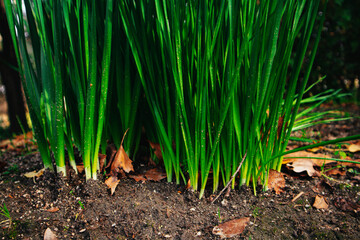 Green fresh organic plans, grasses, sprouted wheats macro nature growing in soil, ground. Cultivating plants in a garden. Sprouts cultivation. Wheat.