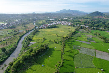 Rice field aerial Shot at east of Indonesia. Rice field at Sumbawa village, Aerial agriculture in rice fields