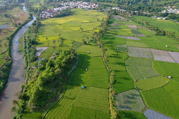 Rice field aerial Shot at east of Indonesia. Rice field at Sumbawa village, Aerial agriculture in rice fields