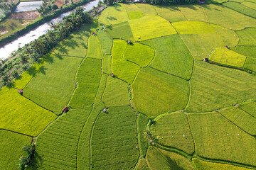 Rice field aerial Shot at east of Indonesia. Rice field at Sumbawa village, Aerial agriculture in rice fields